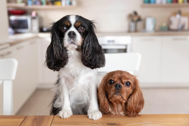 Dos perros sentados detrás de la mesa de la cocina esperando comida