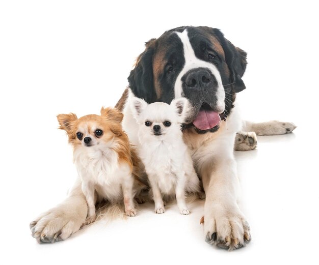 Foto dos perros sentados en un fondo blanco