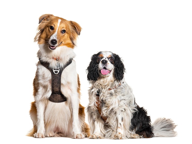 Dos perros sentados juntos usando arnés aislado en blanco