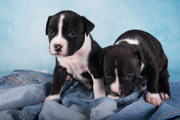 Dos perros de staffordshire terrier americanos en blanco y negro o cachorros de amstaff sobre fondo azul