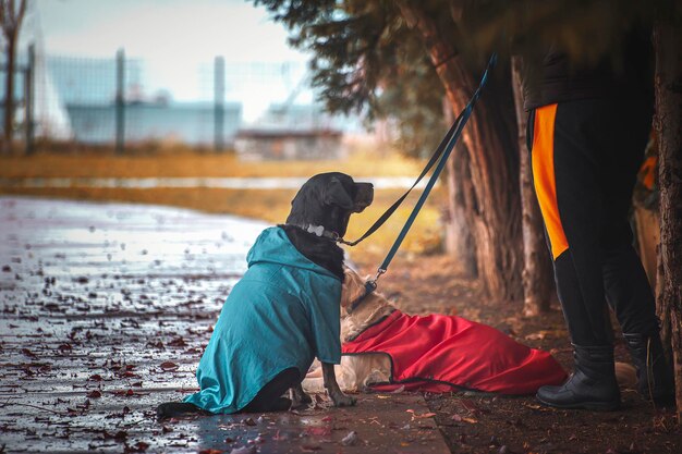 Dos perros y su dueño con ropa de perro.