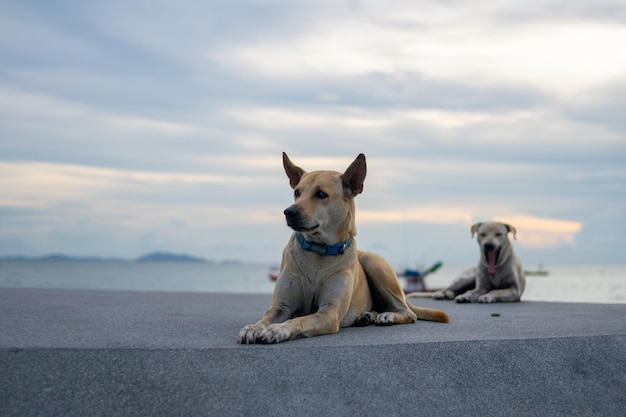 Dos perros tristes sentados en el suelo con cielo despejado