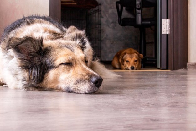 Dos perros yace en el piso de madera