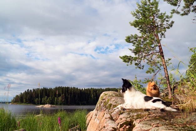 Dos perros yacen en el borde de la montaña a la orilla del lago.