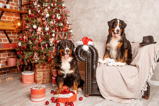 Dos perros Zenenhund yacen en casa en el sofá cerca del árbol de Navidad el concepto de Navidad