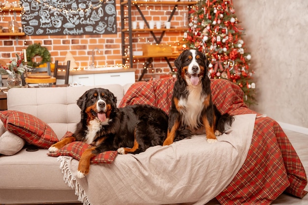 Dos perros Zenenhund yacen en casa en el sofá cerca del árbol de Navidad el concepto de Navidad