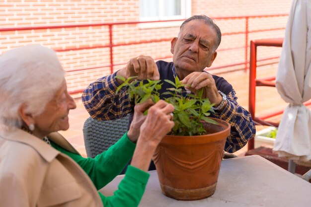 Dos personas mayores cuidando las flores en el jardín de un asilo de ancianos o un hogar de retiro anciano y anciana