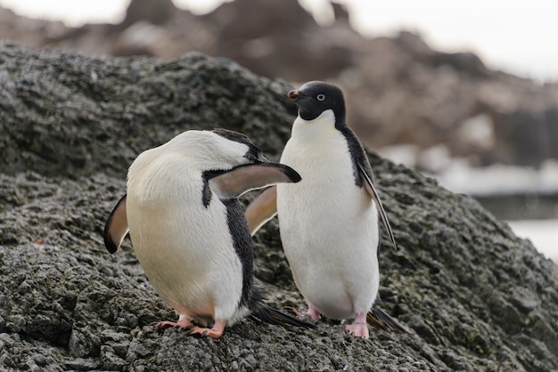 Dos pingüinos adelie de pie en la playa en la Antártida