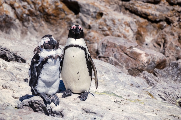 Dos pingüinos africanos de pie uno de la roca - amigo guapo y amigo feo concepto photo