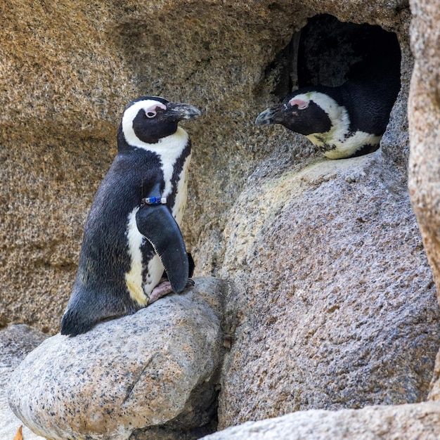 Dos pingüinos africanos en la superficie de piedra en el parque zoológico