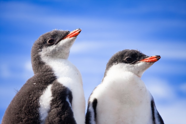 Dos pingüinos en la Antártida