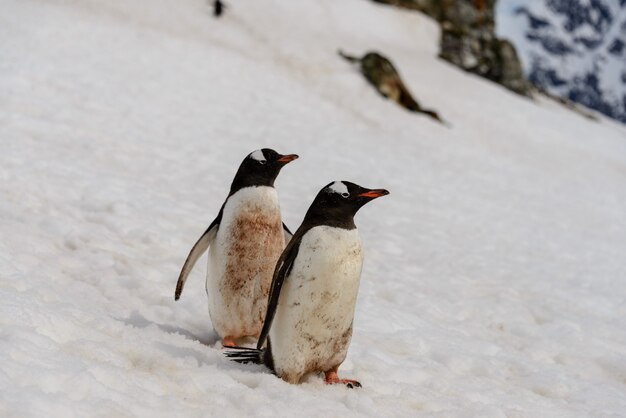 Dos pingüinos gentoo en la nieve