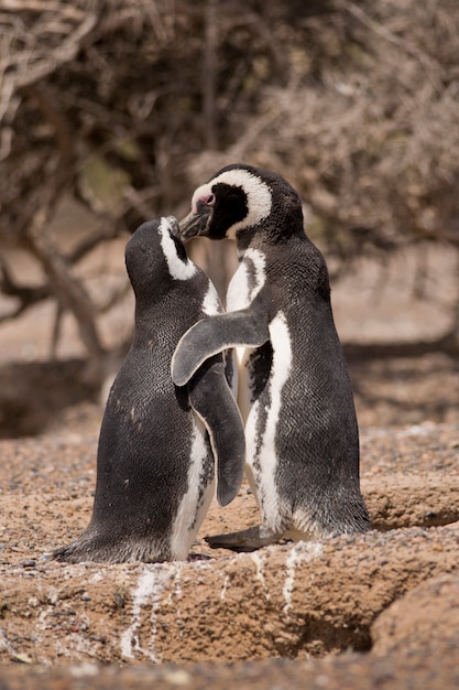 Foto dos pingüinos magallánicos de pie delante de su nido