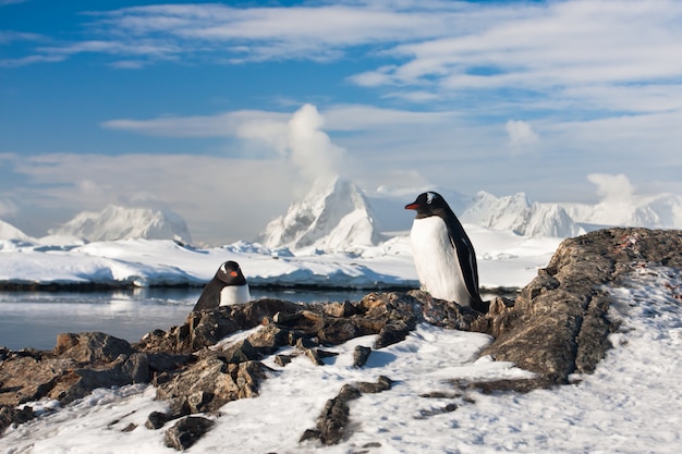 Dos pingüinos soñando