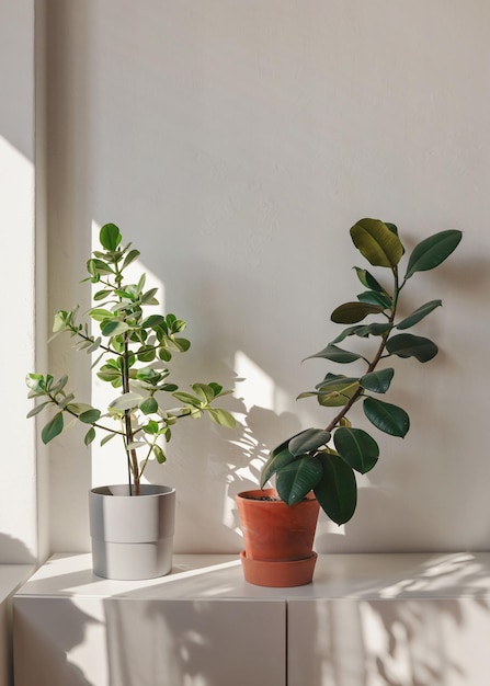 Dos plantas de habitación en macetas sobre muebles blancos proyectan sombras en la pared lisa mientras el sol brilla desde un lado