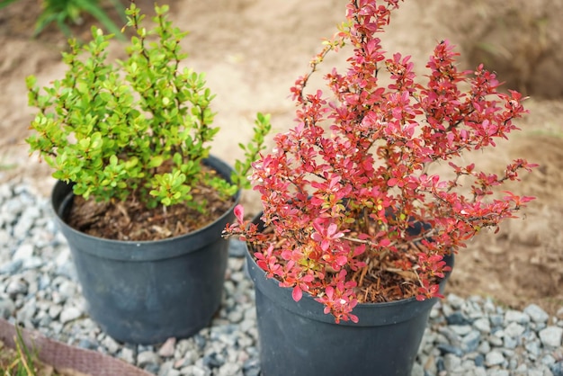 Dos plántulas de agracejo thunberg con hojas pequeñas rojas y verdes preparadas para plantar en un jardín