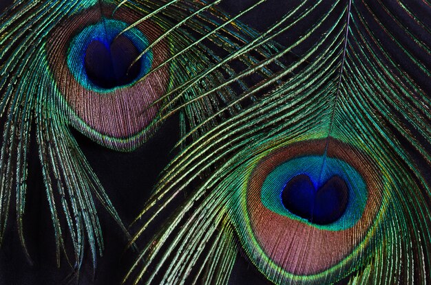 Dos plumas de pavo real en una pared negra