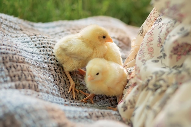 Dos pollos amarillos sobre una manta en el césped