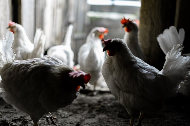 Dos pollos blancos se encuentran en el contexto de una bandada de pollos a la salida del gallinero. Granja