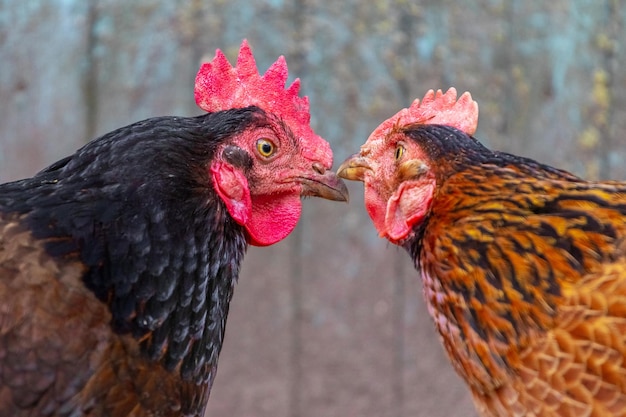 Dos pollos de cerca mirando el uno al otro