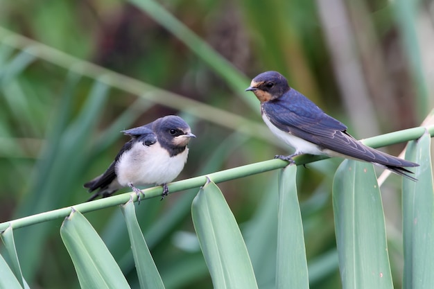 Dos polluelos de una golondrina común se sienta en la caña