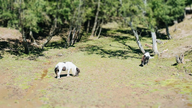 Dos ponis pastan en un prado en el bosque pequeños caballos comiendo hierba al aire libre