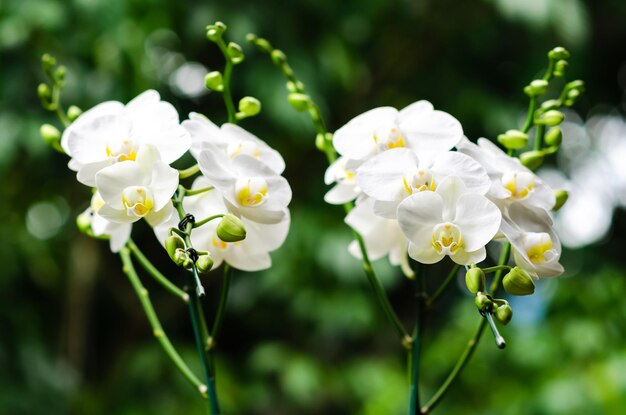 Foto dos ramas de la orquídea phalaenopsis de color blanco en flor orquídea de la luna oquídea de polilla con fondo verde borroso