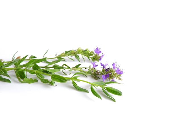 Foto dos ramitas de hisopo con hojas verdes y flores azules sobre un fondo blanco.