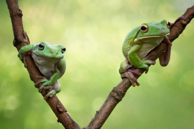 Dos ranas arborícolas blancas australianas en la rama