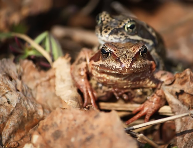 Dos ranas en las hojas durante la temporada de cría.