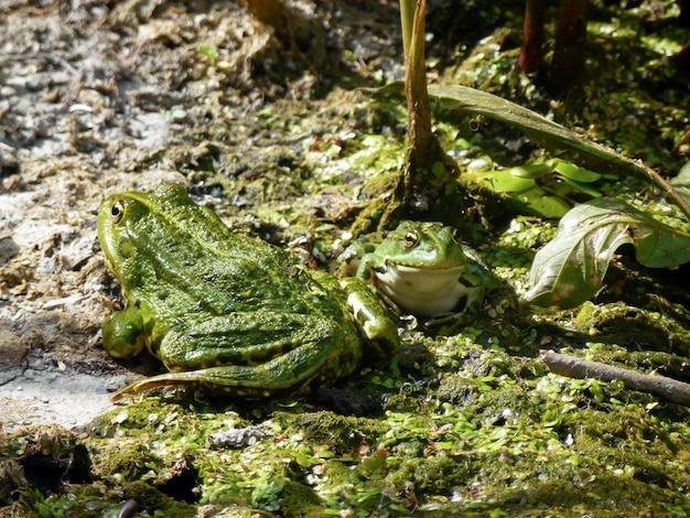 Dos ranas verdes están sentadas en el pantano Fauna y medio ambiente