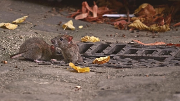 Foto dos ratas en la calle.