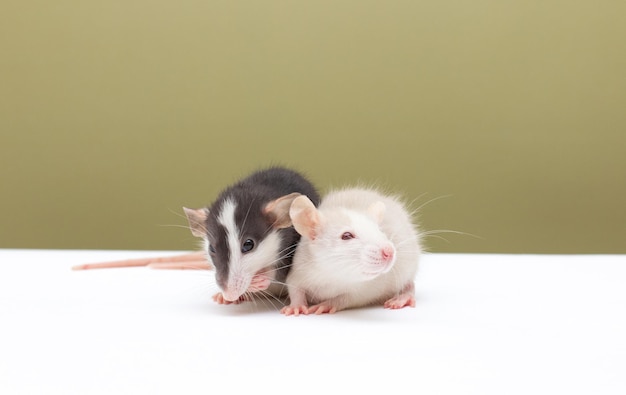 Dos ratas dumbo en blanco y negro juegan en el fondo ratas de amor encantador ratón mascota