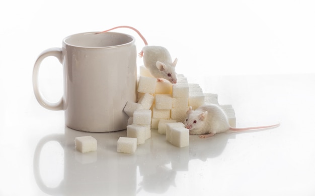 Dos ratones blancos que se arrastran por las escaleras de los cubos de azúcar y una taza, concepto de diabetes