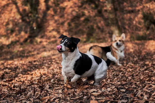 Dos razas inglesas de perros cazan y pastorean