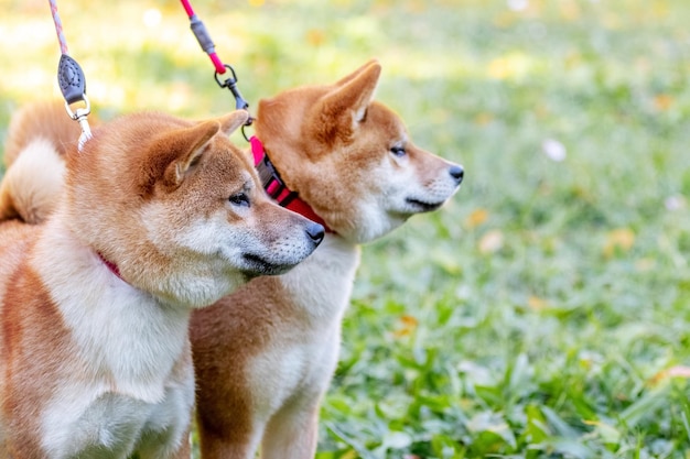 Dos razas de perros shibainu en el parque con correa