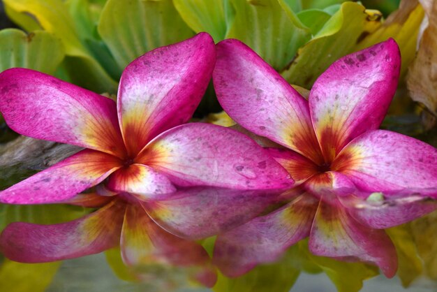 Dos reflejos de la flor Plumeria en la superficie del agua