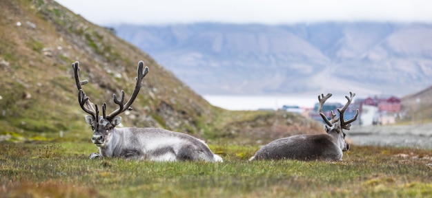 Dos renos descansando en la noche frente a Longyearbyen, Svalbard, Ártico