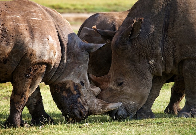 Dos rinocerontes pelean entre sí.