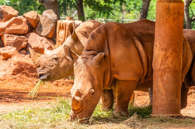 Dos rinocerontes con piel de piel roja comiendo hierba en el zoológico