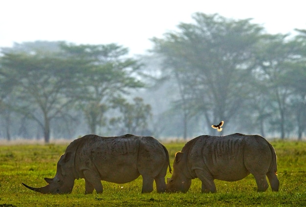 Dos rinocerontes retroiluminados pastan en el Parque Nacional de Nakuru con un hermoso fondo