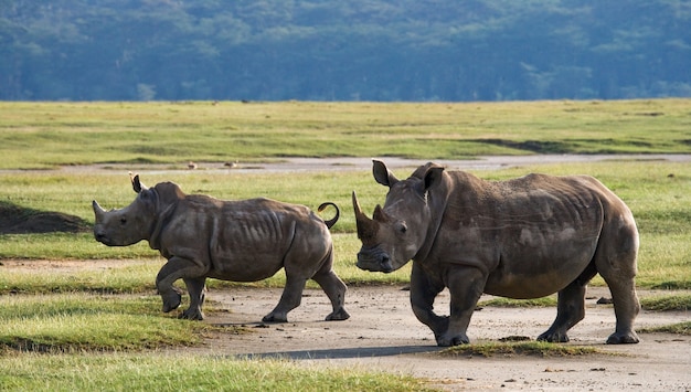 Dos rinocerontes en la sabana.