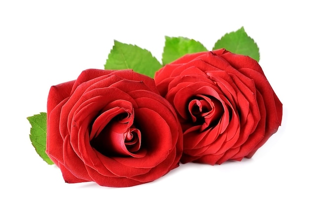 Dos rosas rojas con hojas