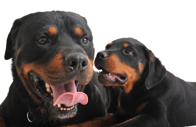 Dos rottweilers