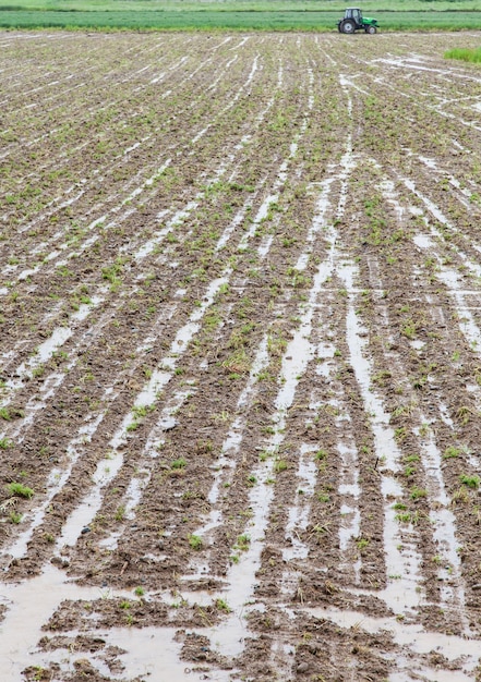 Dos semanas de pesados son un desastre para la agricultura y la economía locales, Italia