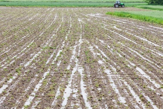 Dos semanas de pesados son un desastre para la agricultura y la economía locales, Italia