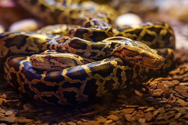 Foto dos serpientes boas se enroscaban entre sí en su nido.