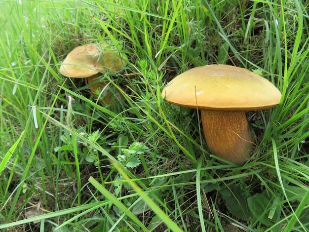 Dos setas amarillas en el bosque