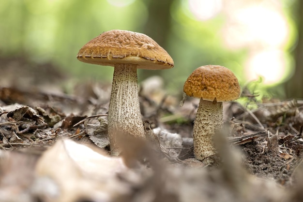 Dos setas de Leccinellum pseudoscabrum en el verano