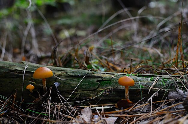 Dos setas naranjas en el bosque